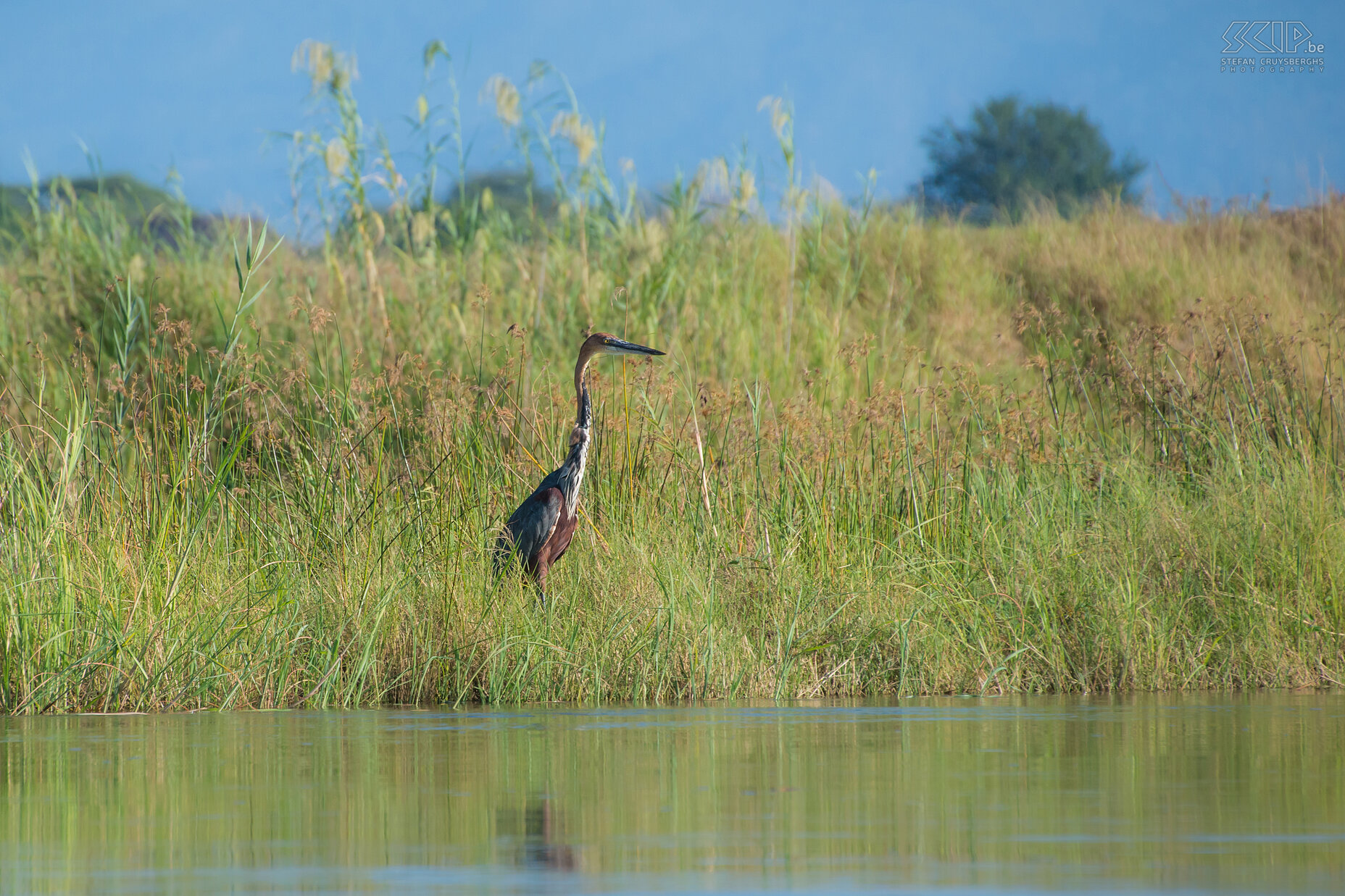 Lower Zambezi - Goliath heron The goliath heron (Ardea goliath), also known as the giant heron, is the largest heron in Africa. They are solitary foragers and very territorial. Stefan Cruysberghs